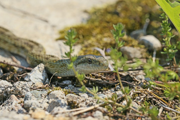 アオダイショウ　-Elaphe climacophora-