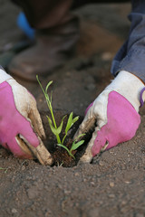 クウシンサイの植え付け