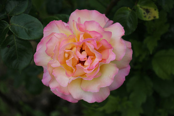 Premières  roses