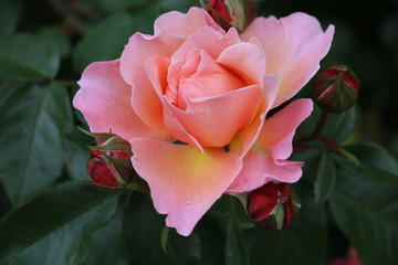 Premières  roses