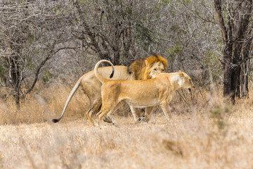Lion pair mating