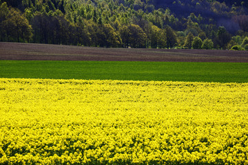 rape-field in an old rural landscape in Sweden