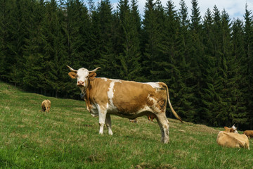 Fototapeta na wymiar happy cow