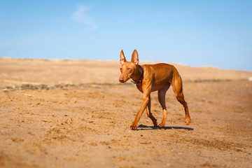 Cirneco dell'Etna dog