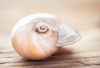 Sea shell close up. Beach decoration still life.