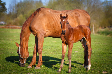 red foal