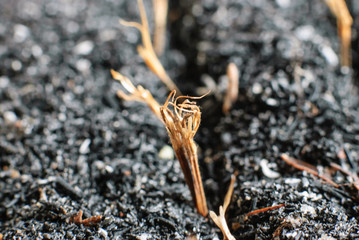  marigold seed