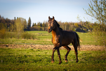 bay stallion