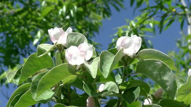 apple quince blossom 05/ quince flowers