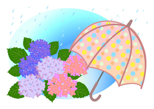 紫陽花と傘
