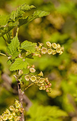 Naklejka premium blossoming of blackcurrant 