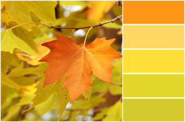 Red ang green autumn sycamore leaves background and colour palet