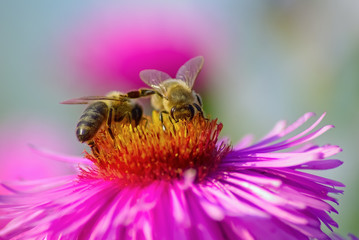 Bees and flower