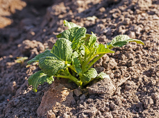 potato field  