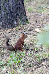 squirrel 