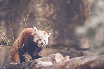 Panda roux