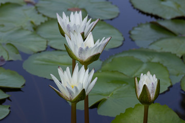 White lotus