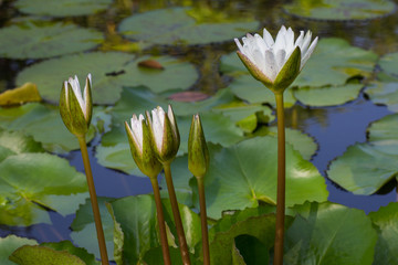 Five lotus
