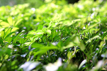 green leaves background in sunny day.