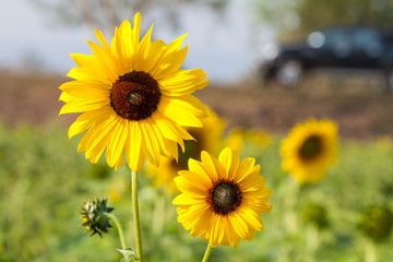 Obraz premium sunflower with bokeh background