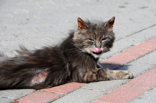 sick cat with a wound on his back