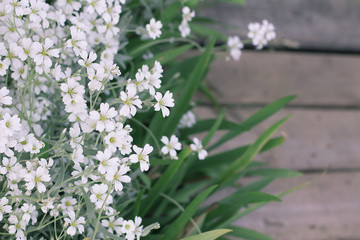 white flowers on wooden background