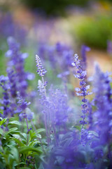 lavender flowers