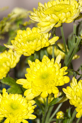  yellow flowers in full bloom