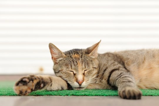 Stray sleeping tabby cat lying on green mat copyspace