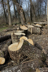 Large cut down tree on a ground with blue sky