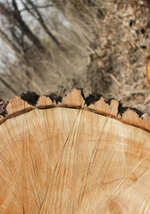 Large cut down tree on a ground with blue sky