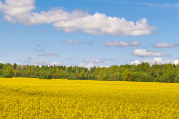 Landscape with the sky, the forest and rape field