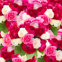 bunch of pink ranunculus flowers