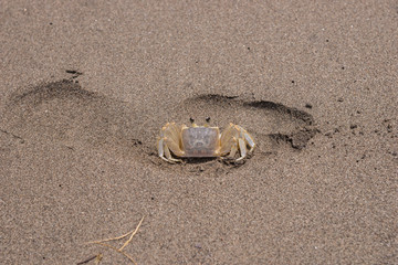Krabbe im dunklen Sand