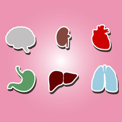 Obraz premium set of color icons with organs of the human body for your design