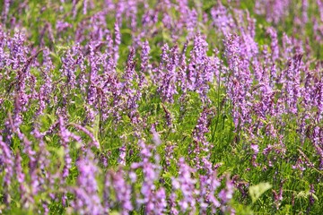 Obraz premium Горошек тонколистный