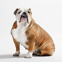 bulldog begging for a walk