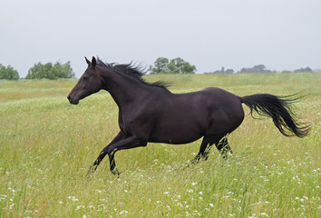 A dark-bay purebred mare galloping on a high grass