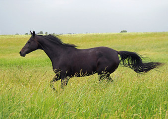 Obraz na płótnie Canvas A dark-bay purebred horse galloping on a high grass