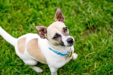 Dog in a park