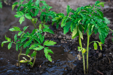 bushes planted tomato prepayment running water