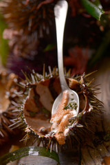 ricci di mare