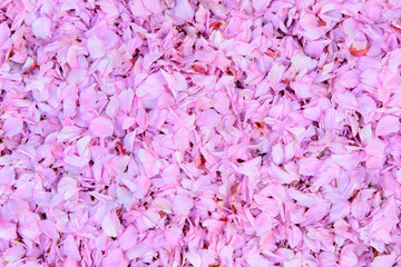 Fototapeta premium Cherry flower leaves all over (close-up)