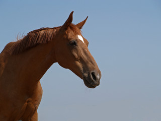 Portrait of chestnut horse  on a background blue sky