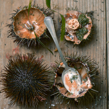 ricci di mare