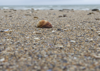 The seashell and the ocean