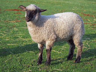 Young suffolk sheep on a green pasture