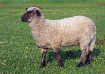 Young suffolk sheep on a pasture