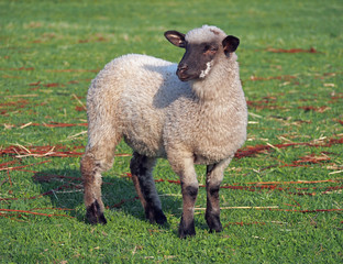 Young suffolk sheep on a pasture