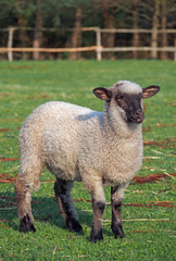 Young suffolk sheep on a pasture